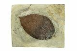 Fossil Leaf (Beringiaphyllum) - Montana #269457-1